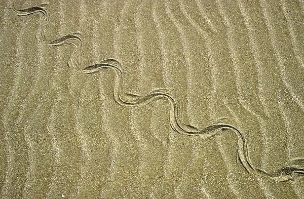 Grass Snake - tracks in sand dunes - desert - Caspian sea shore - near Krasnovodsk -Turkmenistan - Spring - April Tm31. 0507
