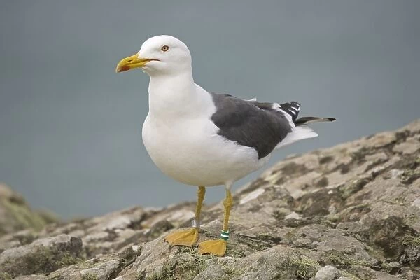 Great Black-back Gull - Skomer Island Pembrokeshire West Wales UK