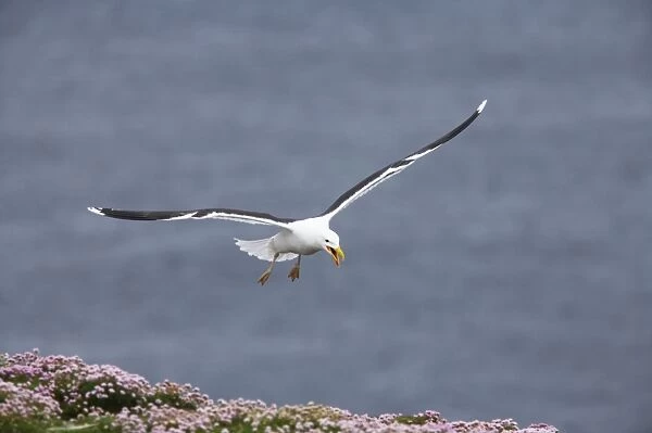Great Black-Backed Gull - Calling as it comes into land Noss National Nature Reserve, Shetland, UK BI010784