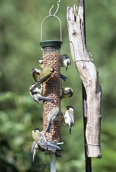 Great & Blue Tits - on bird feeder