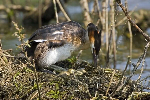 Great Crested Grebe - at the nest uncovering it's heavily stained eggs on a floating platform, April. Norfolk, U. K