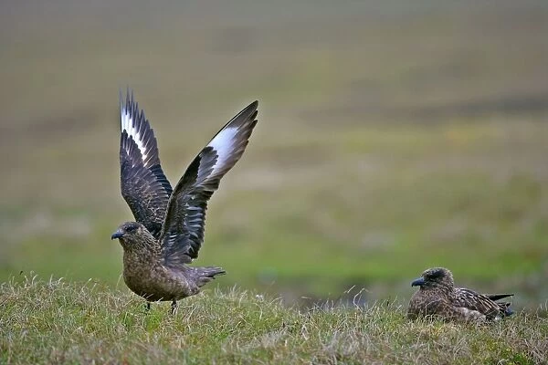 Great Skua two adults sitting on moorland with one about to lift off Hermaness Nature Reserve, Unst, Shetland Isles, Scotland, UK