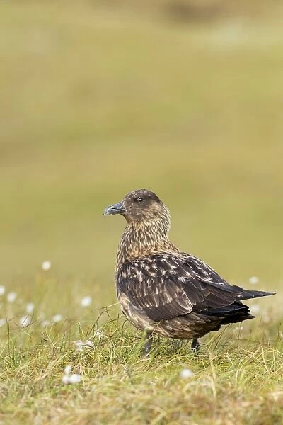 Great Skua - standing in habitat - Herma Ness - Shetland Islands - Scotland - UK
