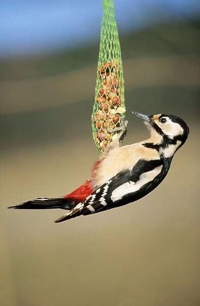 Great Spotted Woodpecker - on winter feeder