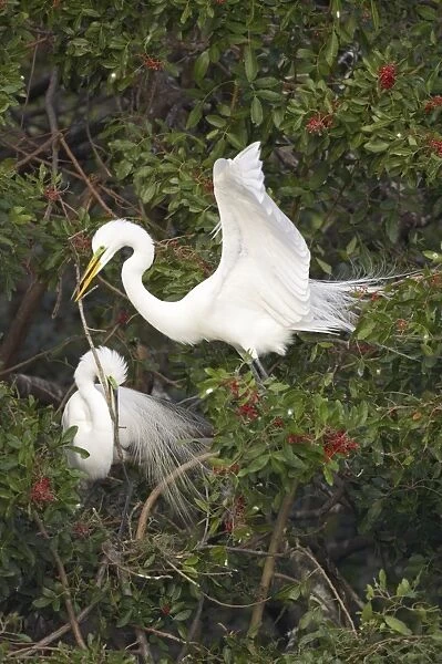 Great White Egret - Breeding pair in tree, passing stick Venice Rookery, Florida, USA BI000251