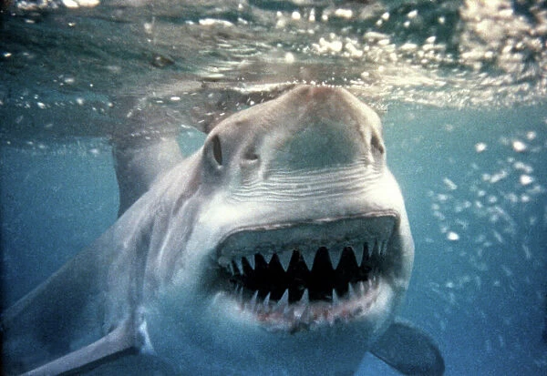 Great White Shark VT 2255 (M) Underwater close up of head and open mouth - South Australia Carcharodon carcharias © Ron & Valerie Taylor  /  ARDEA LONDON