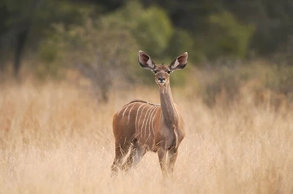 Greater Kudu - Kruger National Park - South Africa