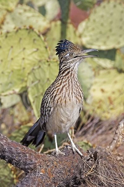 Greater Roadrunner - Perched and calling - Large-crested-terrestrial bird of arid Southwest - Common in scrub desert and mesquite groves - Seldom flies -Eats lizards-snakes and insects Arizona USA