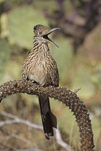 Greater Roadrunner - Perched on cholla cactus branch - With mouth wide open - Large-crested-terrestrial bird of arid Southwest - Common in scrub desert and mesquite groves - Seldom flies -Eats lizards-snakes and insects Arizona USA
