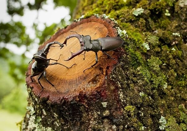 Greater Stag Beetles - males interacting, on old oak tree; Romania