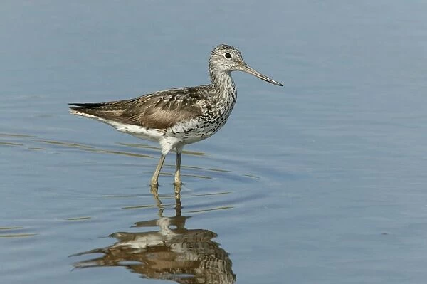 Greenshank - standing in shallow water on migration, August. North Norfolk, U. K