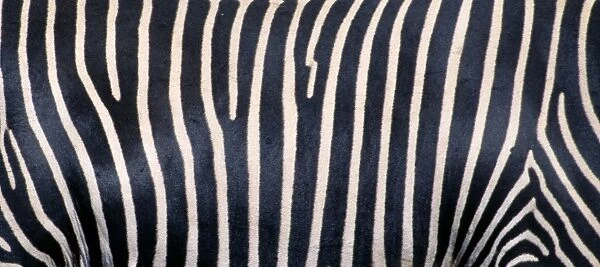 Grevy's Zebra - Close up of stripes. Samburu National Park, Kenya, Africa