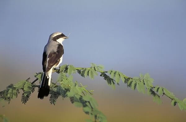 Grey-Backed Fiscal Shrike. Perched in holding nest material. Lake Baringo, Kenya. Africa