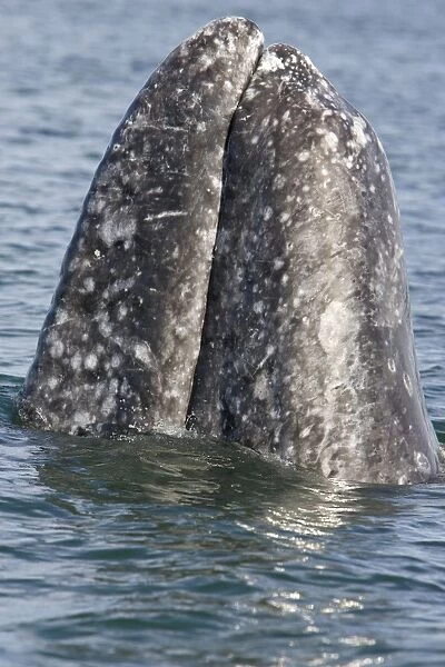 Grey  /  Gray Whale - spyhopping - San Ignacio Lagoon - Baja California - Mexico