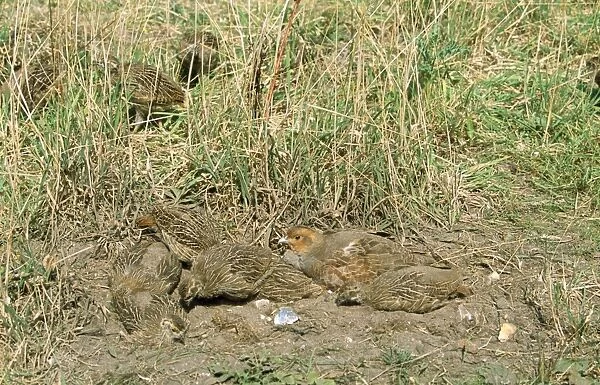 Grey Partridge - female & chicks dust bathing