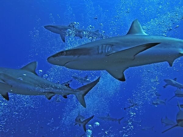 Grey Reef Sharks - swim through the bubbles from the scuba divers as they patrol the edge of the pass. The Tumotos are the only area left in the world where sharks can still be see in large numbers like this. Tumotos, French Polynesia