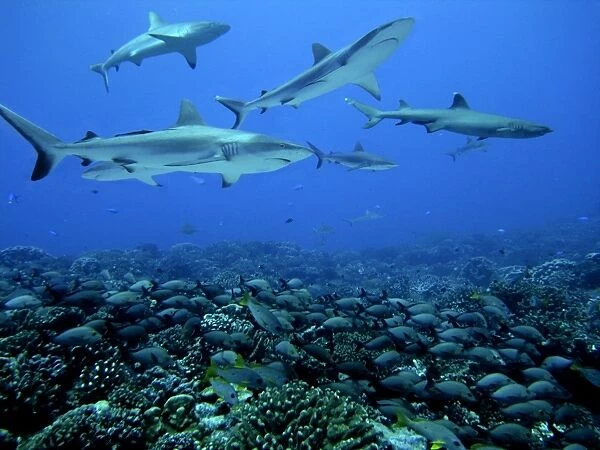 Grey Reef Sharks - Swim over a school of Paddle Tail snapper who huddle into the coral for protection. Tumotos, French Polynesia