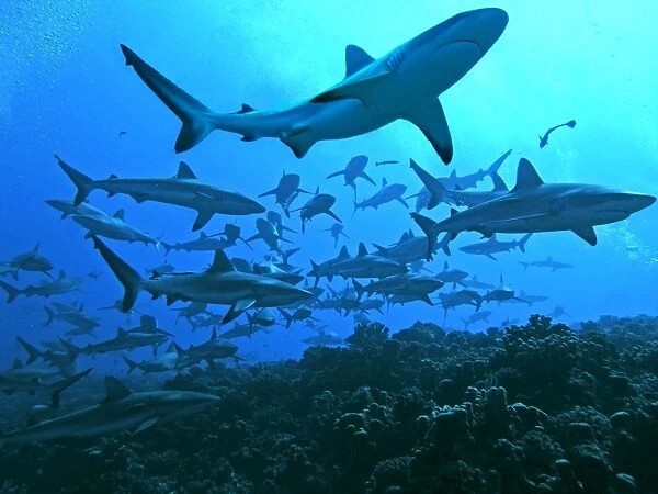 Grey Reef Sharks - swimming into the Fakarava Lagoon, an unusual sight except in the passes through the coral reefs of the Tumotos. where they have not been killed for their fins French Polynesia, Indo Pacific