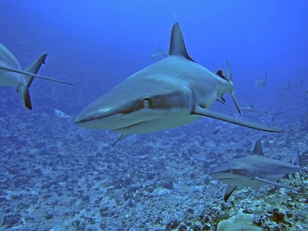Grey Reef Sharks - in the Tumotos, French Polynesia. There are thousands of these sharks living in the passes into the lagoons. They are a great tourist attraction. but have been know to bite if food is in the water. Tumotos
