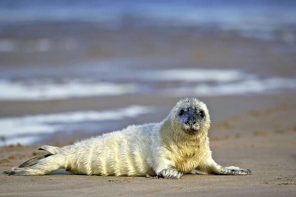 Grey Seal curious pup on sand bank Donna Nook, Lincolnshire coast, England, UK