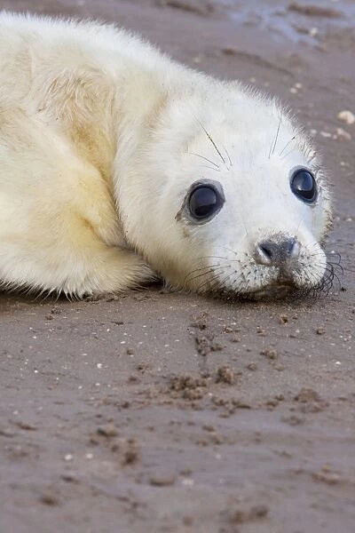 Grey Seal - newly born pup lying on sand. Lincolnshire, England
