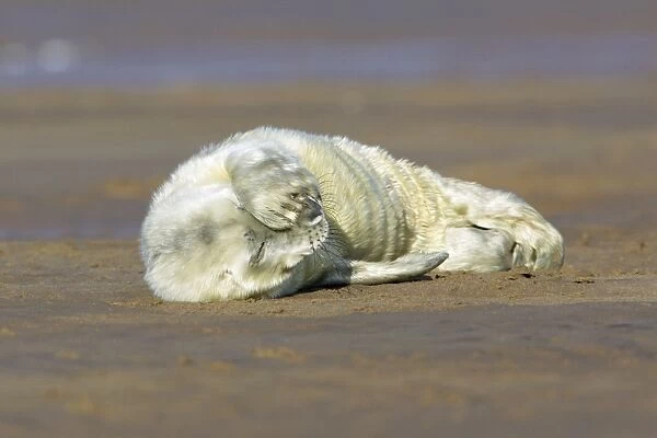Grey Seal - pup on beach with flippers over its face. Donna Nook seal sanctuary, Lincolnshire, UK