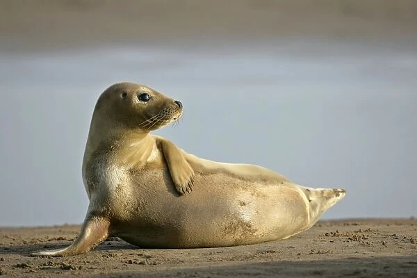 Grey Seal young resting on beach propped on fin Donna Nook, Lincolnshire Coast, England, UK