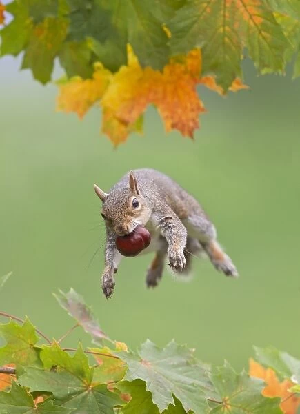 Grey Squirrel - jumping in mid-air - with nut in mouth - Bedfordshire UK 11417