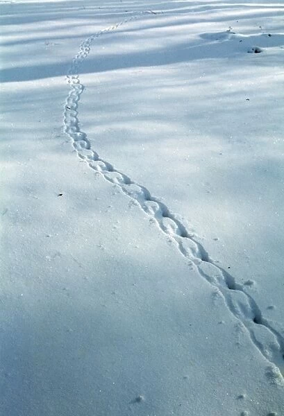 Grey Squirrel tracks in snow