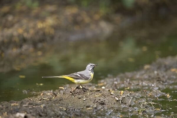 Grey Wagtail - catching insects beside muddy pool - May - Narborough - Norfolk - UK