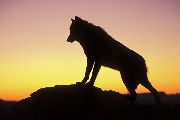 Grey Wolf  /  Timber Wolf - at sunrise. Montana, North America