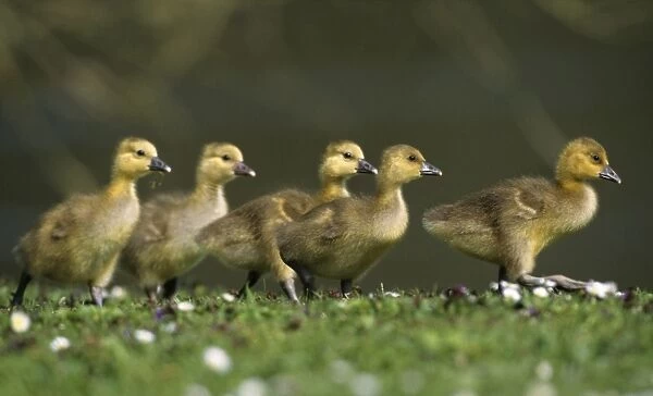 Greylag Goose - 5 goslings walking across meadow, Hessen, Germany