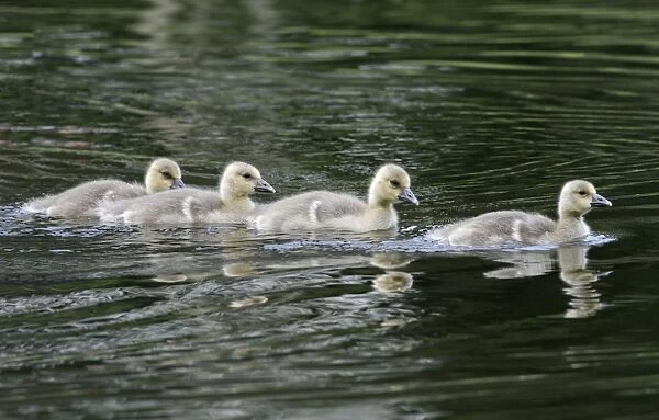 Greylag Goose - four gosling in lake - Hessen - Germany
