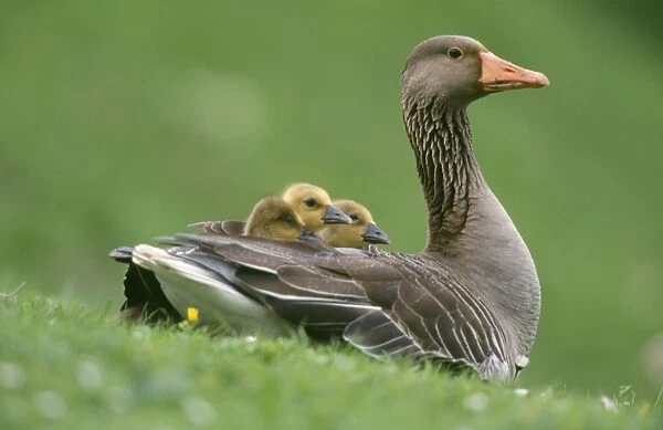 Greylag Goose - with goslings