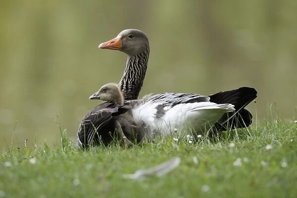 Greylag Goose - parent bird sheltering gosling from cold - Hessen - Germany