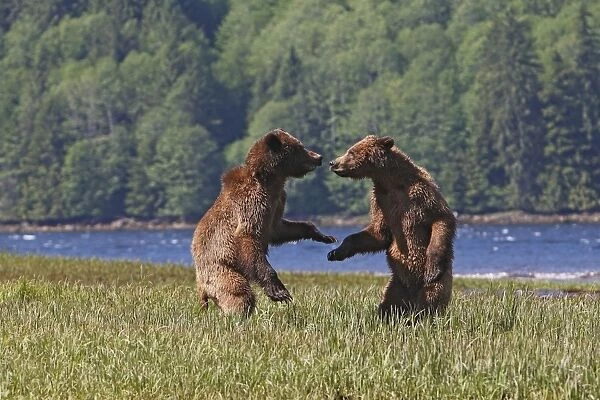 Grizzly Bear - two cubs play-fighting  /  wrestling. Khuzemateen Grizzly Bear Sanctuary - British Colombia - Canada