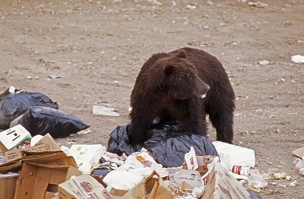Grizzly Bear WAT 2132 in rubbish. Alaska. Ursus horribilis © M. Watson  /  ardea. com