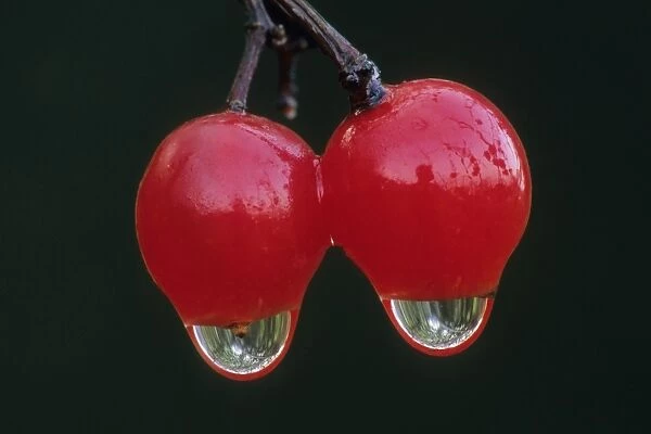 Guelder Rose - ripened fruits in autumn with water drops, Lower Saxony, Germany