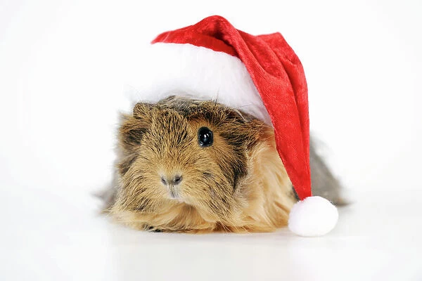Guinea pig - wearing Father Christmas hat