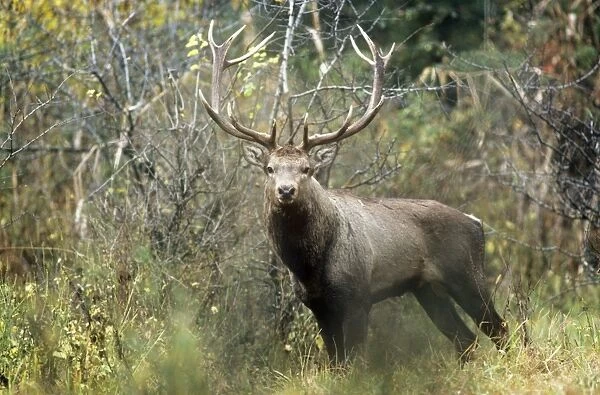 Hangul  /  Kashmir Deer - male Dachigam National Park, Jammu & Kashmir