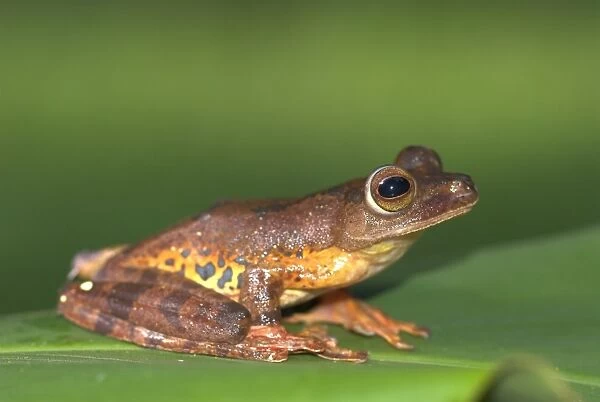 Harlequin Tree Frog Borneo
