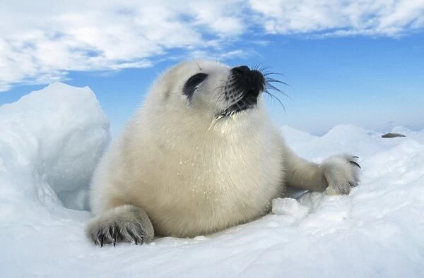 HARP SEAL pup - lying on ice, facing camera