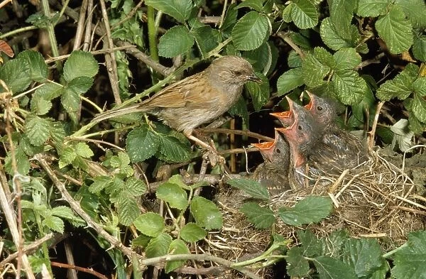 Hedge Sparrow  /  Dunnock - at nest with young