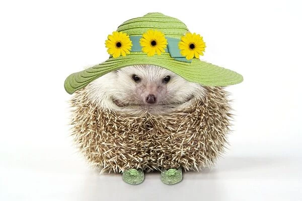 Hedgehog - in hat and shoes - Easter - captionable Digital Manipulation: Hat flowers 7 shoes (Su)