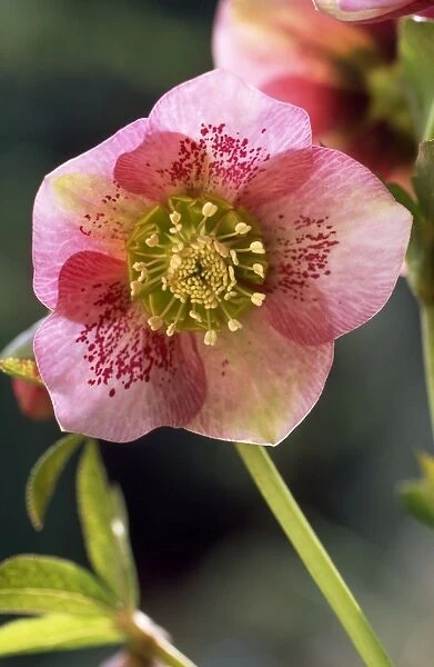 Hellebore - Christmas Rose Blossom