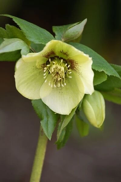 Helleborus orientalis - a garden hybrid - a hardy semi- evergreen perennial. Hellebores grow well in shade or semi-shade, in moist conditions from winter to late spring. Kent garden - March