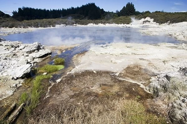 Hell's Gate  /  Tikitere geothermal reserve - Green vegetation in cold water stream inlet. Rotorua - North Island - New Zealand