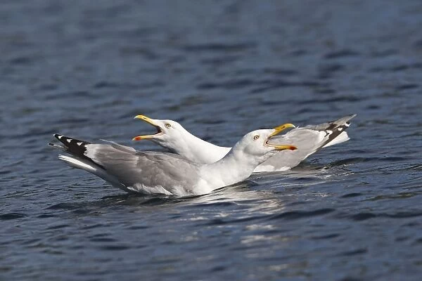 Herring Gull - sitting on water calling - Norway