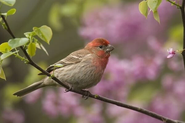 House Finch - Male in redbud tree, Spring. Great Lakes Region, Point Pelee, Ontario, Canada _TPL6639