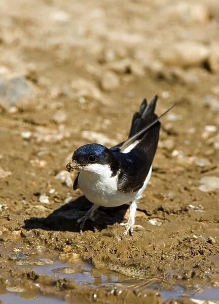 House Martin - Collecting mud for nest building. May, Breckland, Norfolk, U. K